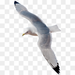 Kittiwake Png Clipart