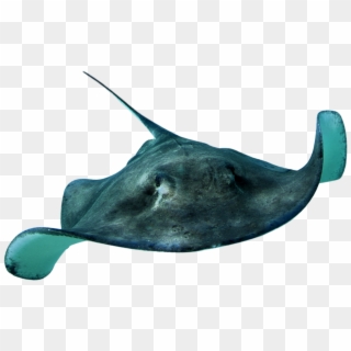 Sting Ray - Ray Fish Png Clipart