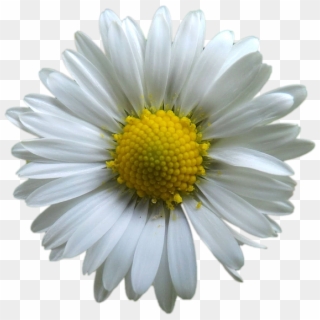 Blume Png Clipart