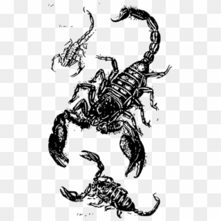 Scorpions Drawing Printing Scorpion Sting - Scorpions Drawing Clipart