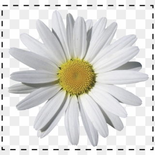 Camomile Png Clipart (#1557113) - PikPng