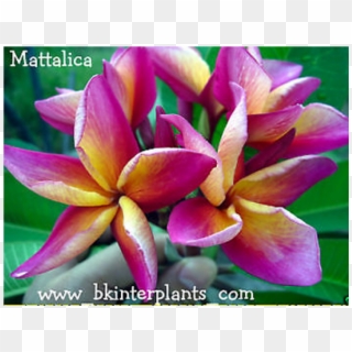 Plumeria " Mattalica " - Frangipani Clipart