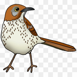 Georgia State Bird - Georgia Bird Brown Thrasher Clipart