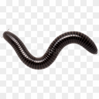 Free Png Download Giant Scrub Millipede Png Images - Millipede Transparent Clipart