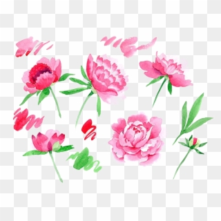 Peonies Png Image - Common Peony Clipart