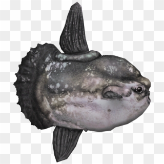 Mola Mola Fish Png , Png Download Clipart