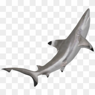 Shark Sticker - Tiburon Punta Negra Png Clipart