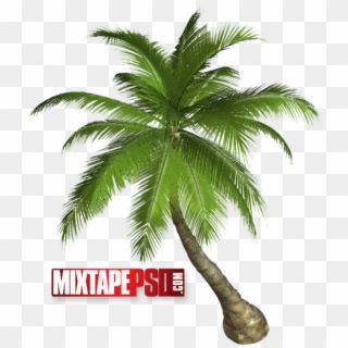 Palm Tree - Palm Tree Transparent Clipart
