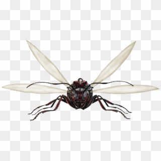 Ant Thony Fh Clipart
