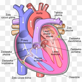 Diagram Of The Human Heart Pl - Atrium Heart Clipart