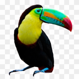 #toucan #bird #pngs #png #lovely Pngs #usewithcredit - Toucan Clipart