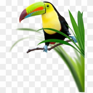 Toucan Perching Surrounded By Grass - Toucan Clipart