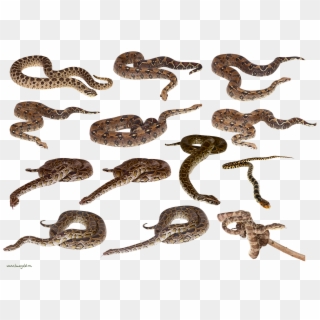 All Snakes In One Clipart