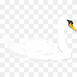 Free Png Download Swan Transparent Png Images Background - Tundra Swan Clipart