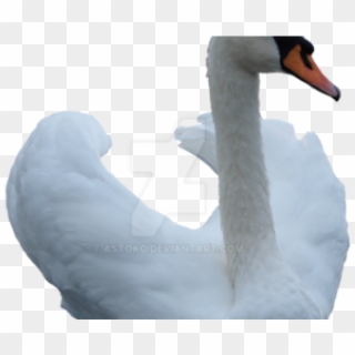 Swan Png Transparent Images - Swan Clipart