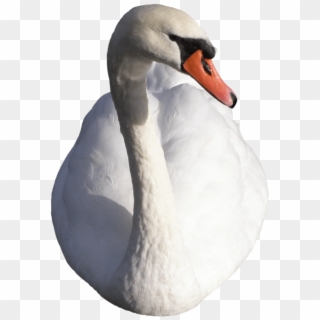 Swan - Swans Clipart