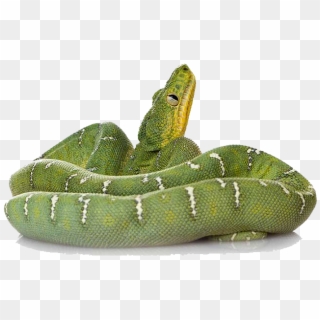 Green Snake Png - Green Snake Transparent Background Clipart