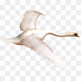 Free Png Download Painted Swan In Flight Free Png Images - Swan In Flight Clipart