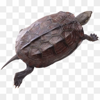 Turtle Png Pic - Turtle Free Download Clipart