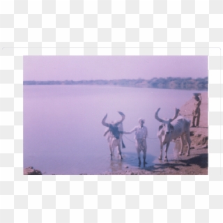 Bhumbhali Pond - - Working Animal Clipart