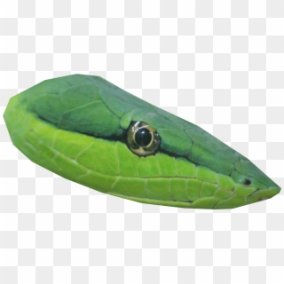 Transparent Snake Head , Png Download Clipart