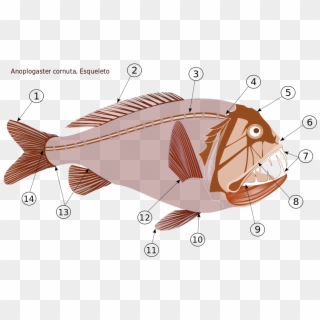 New Fish Clipart Transparent Best Digital Clipart For - Skeletal System - Png Download