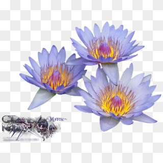 Liked Like Share - Water Lilies Clipart