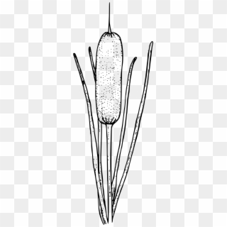 This Free Icons Png Design Of Common Cattail Clipart