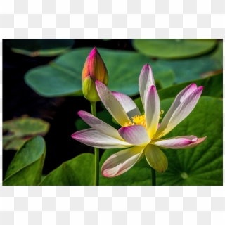 The Shop - Sacred Lotus Clipart