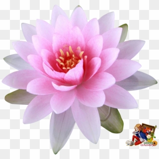 Water Lily - Flower Wallpaper For Iphone 7 Clipart