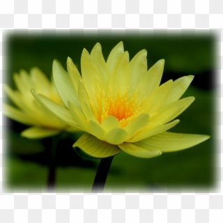 Waterlily Charlene Strawn - Sacred Lotus Clipart