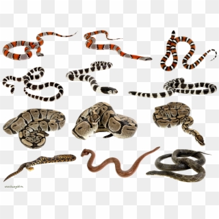 Snakes Png - Snakes Clipart
