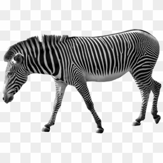 Zebra Png Image - Zebra Png Clipart