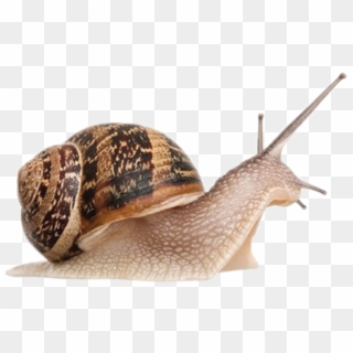 Snail Close Up Png - Snail Png Clipart