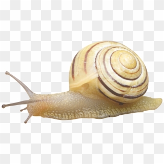 Snail Transparent Clipart