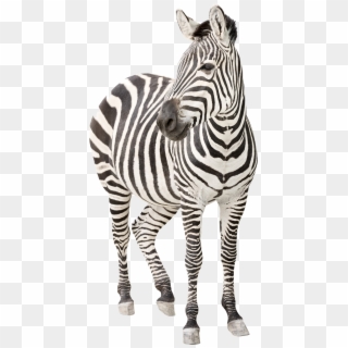 Zebra Png Transparent Image - Ehlers Danlos Syndrome Clipart