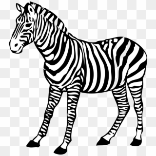 Zebra Png Image - Coloring Images Of Zebra Clipart