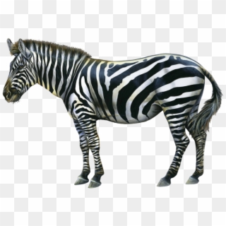 Zebra Png Image - Happy Birthday Zebra Clipart