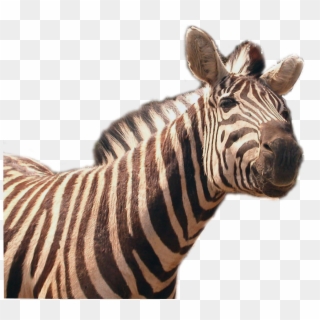 Zebra Png Image - Zebras Transparent Clipart