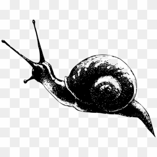 This Free Icons Png Design Of Snail 5 Clipart