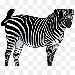 Zebra Png Transparent Images - Zebra With Transparent Background Clipart