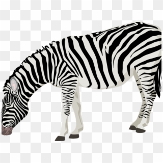 Zebra Png Transparent Images - Zebra Clipart No Background
