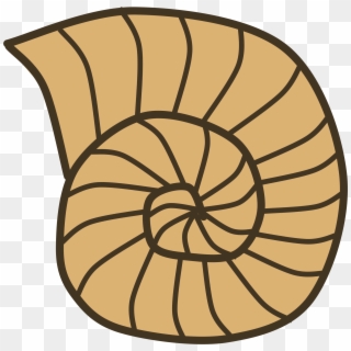 Big Image - Shell Fossil Clipart - Png Download