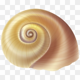 Free Png Download Sea Snail Shell Clipart Png Photo - Transparent Background Shells Png