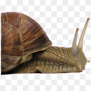 Snail - Christmas Snail Clipart