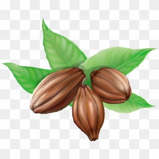 Cocoa Beans Png Clipart Picture - Cocoa Clipart Png Transparent Png