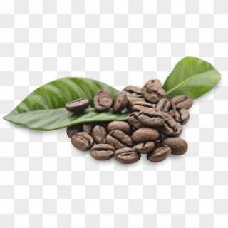 Arabica Coffee Beans Png , Png Download Clipart