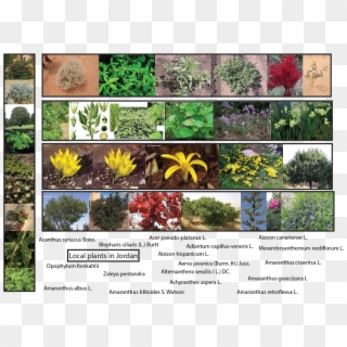 Plants In Jordan - Amaranthus Viridis Clipart