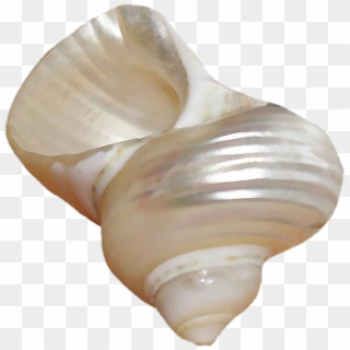 Png Transparent - Shell Clipart