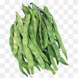 Green Beans - Ayşekadın Fasulye Clipart